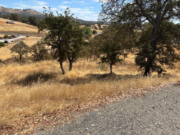 a view of a tree