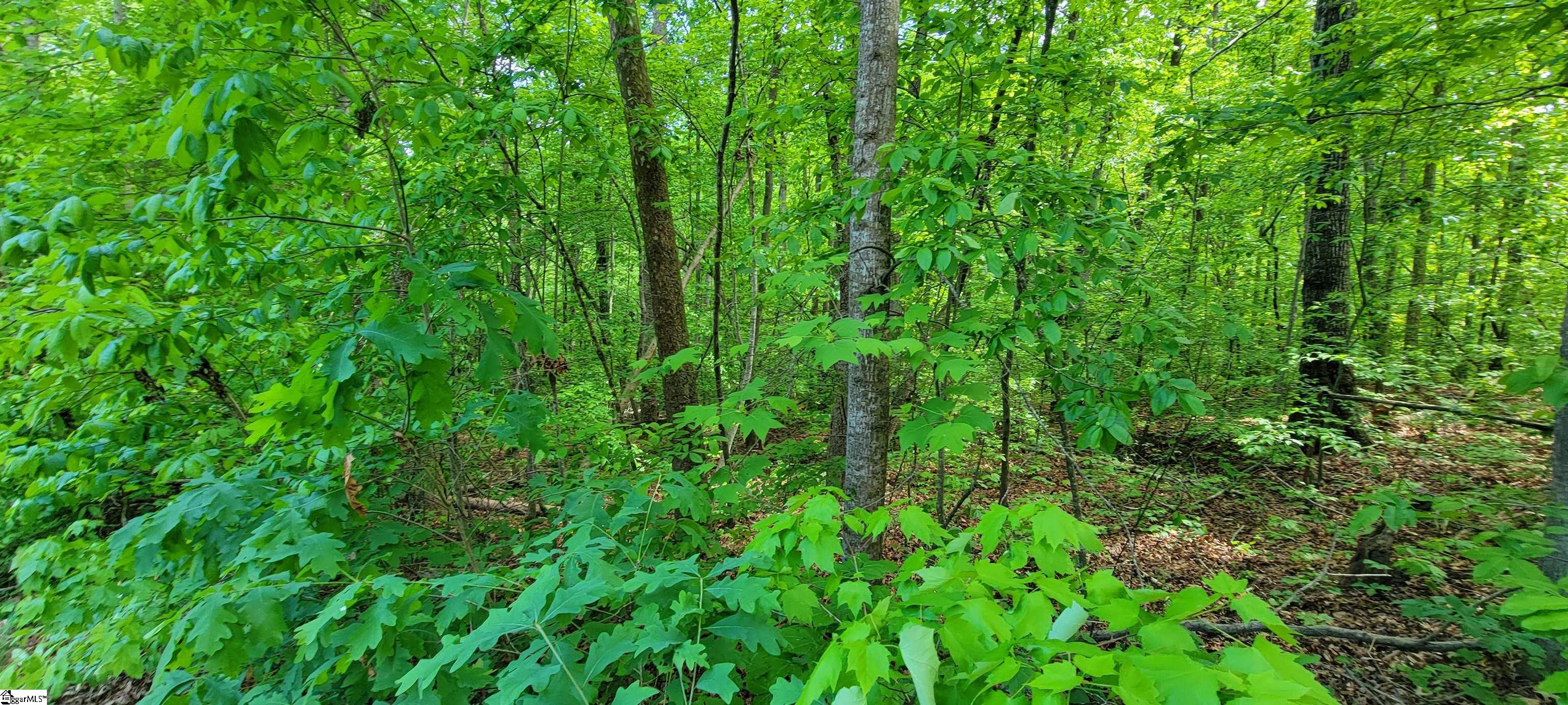0 Lynden Loop Westminster, SC 29693 - Photo 3 of 19