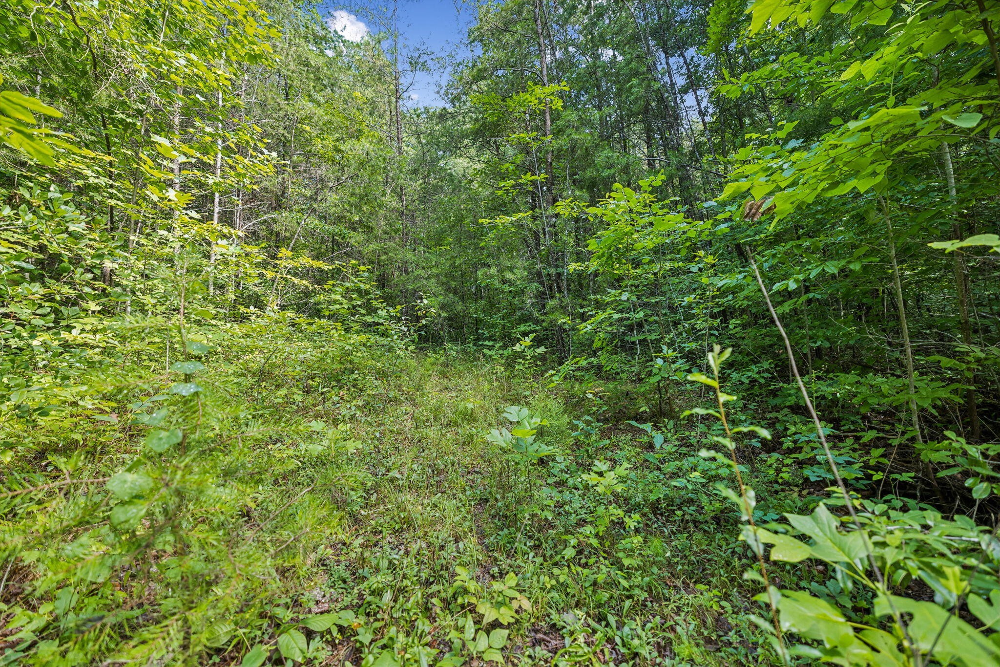 0 Ridge Road Lancing, TN 37770 - Photo 3 of 18