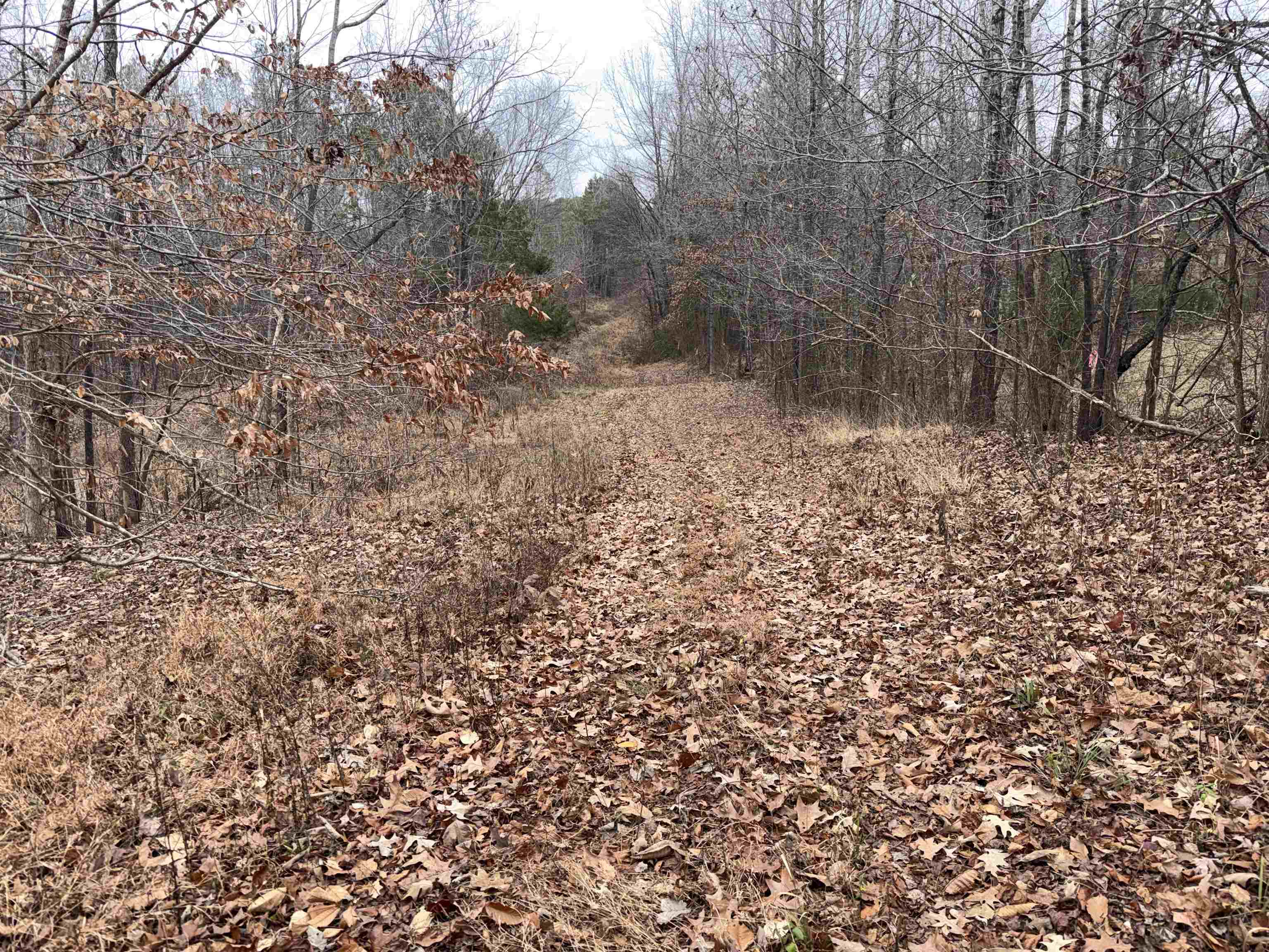 0 Spring Hill Cemetery Road Sardis, TN 38371 - Photo 18 of 23 View of tree filled area