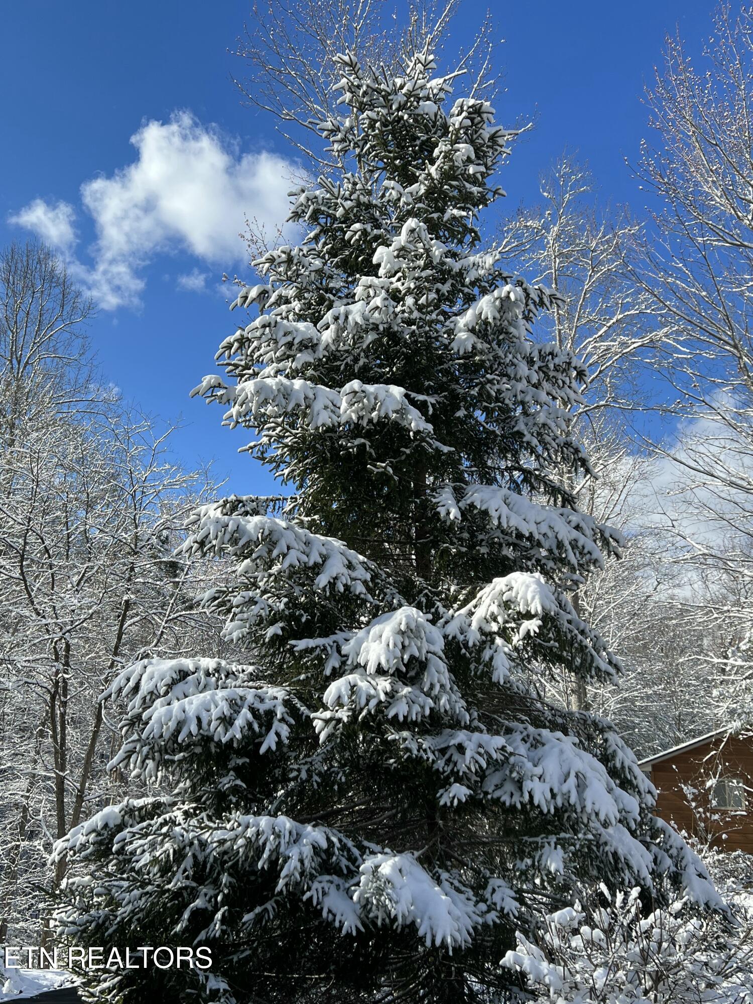 427 Gold Road Cosby, TN 37722 - Photo 35 of 46 IMG_0319