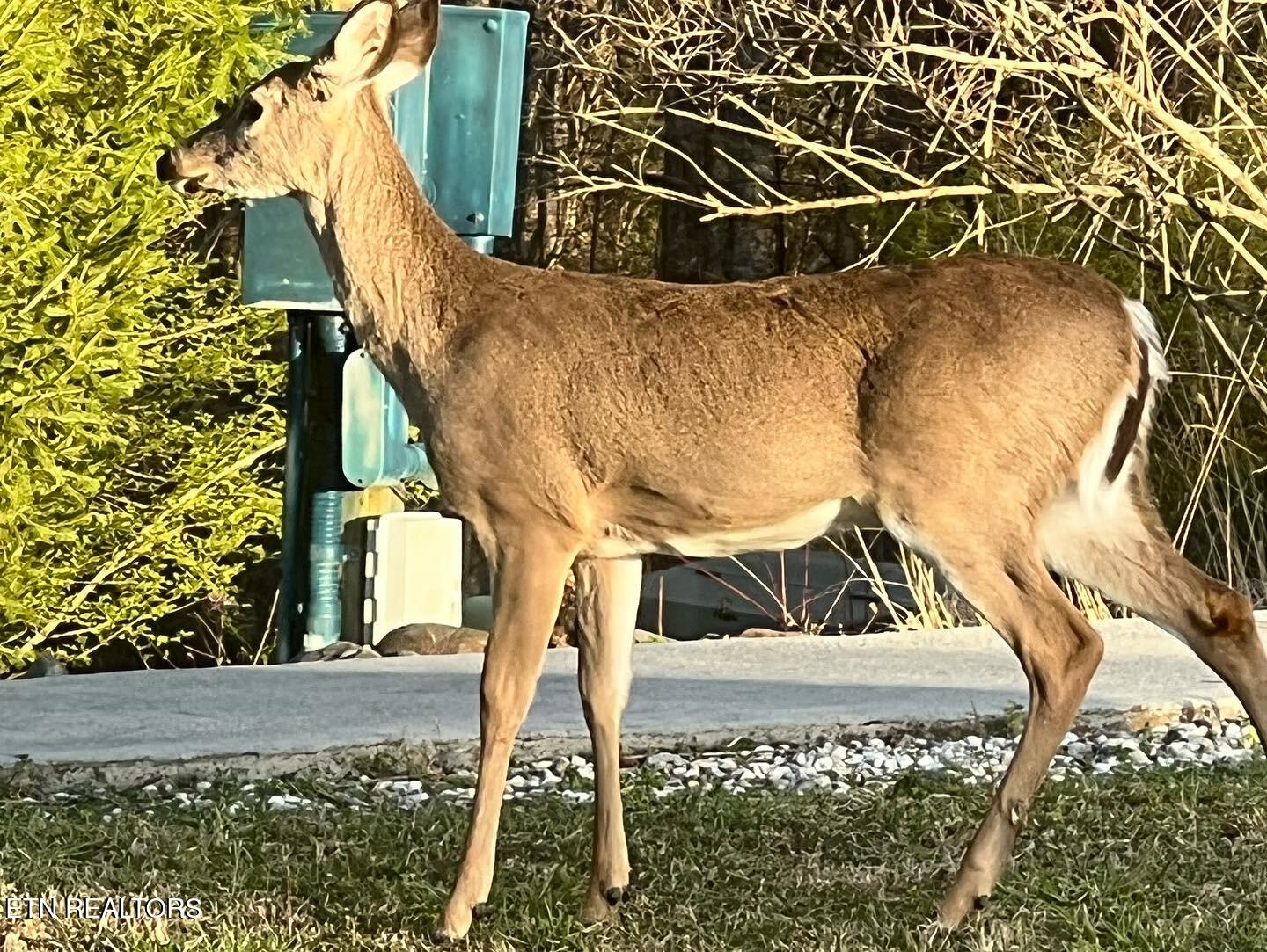427 Gold Road Cosby, TN 37722 - Photo 36 of 46 917733AB-C166-4363-A6F2-0D77FDE47D67