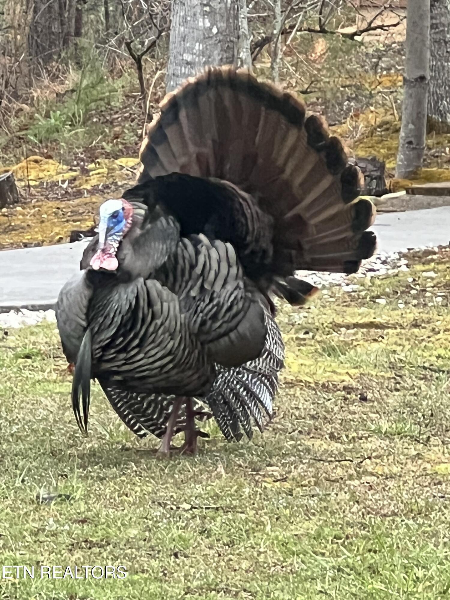 427 Gold Road Cosby, TN 37722 - Photo 37 of 46 IMG_0549