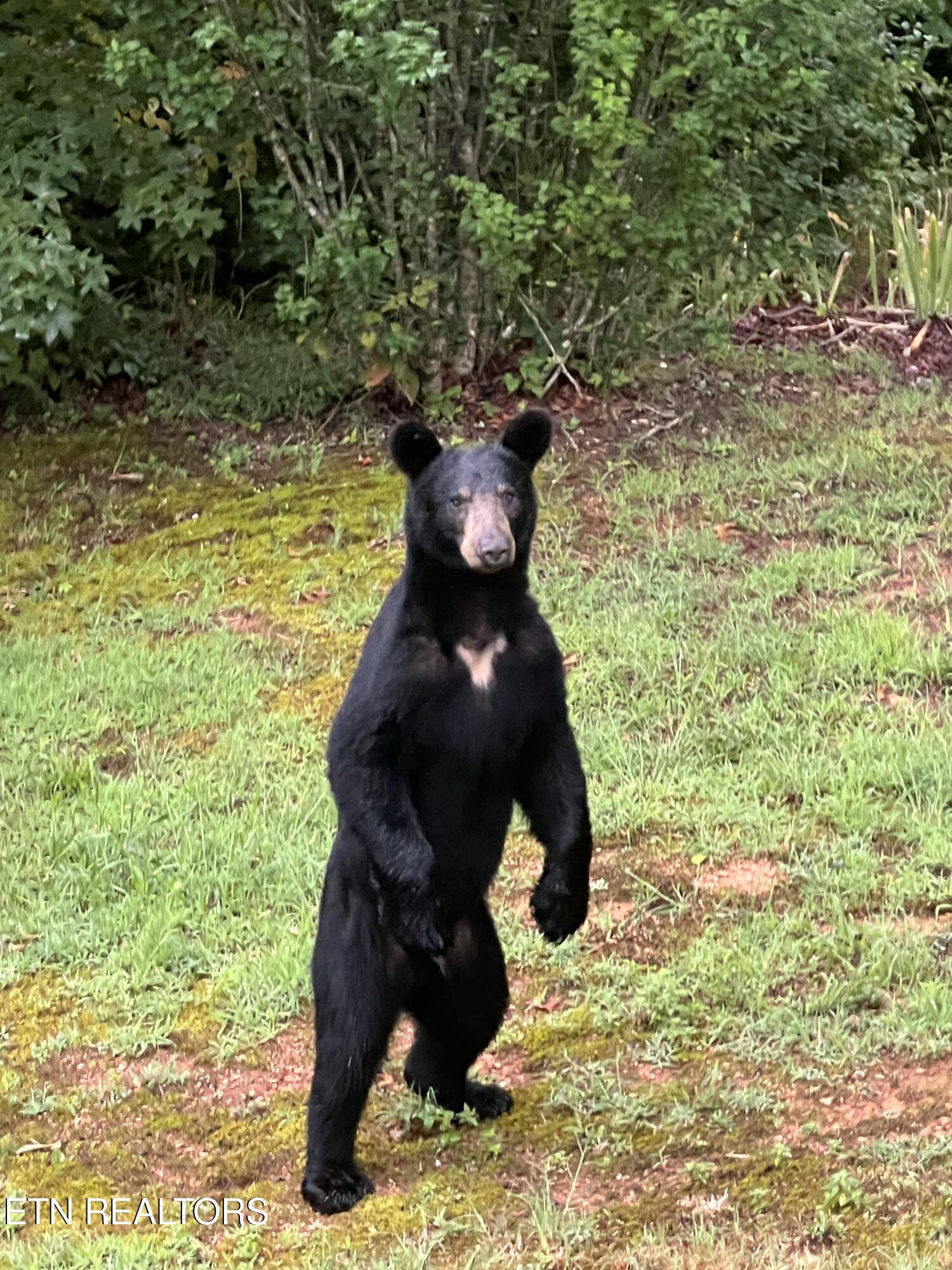 427 Gold Road Cosby, TN 37722 - Photo 38 of 46 IMG_3324-preview