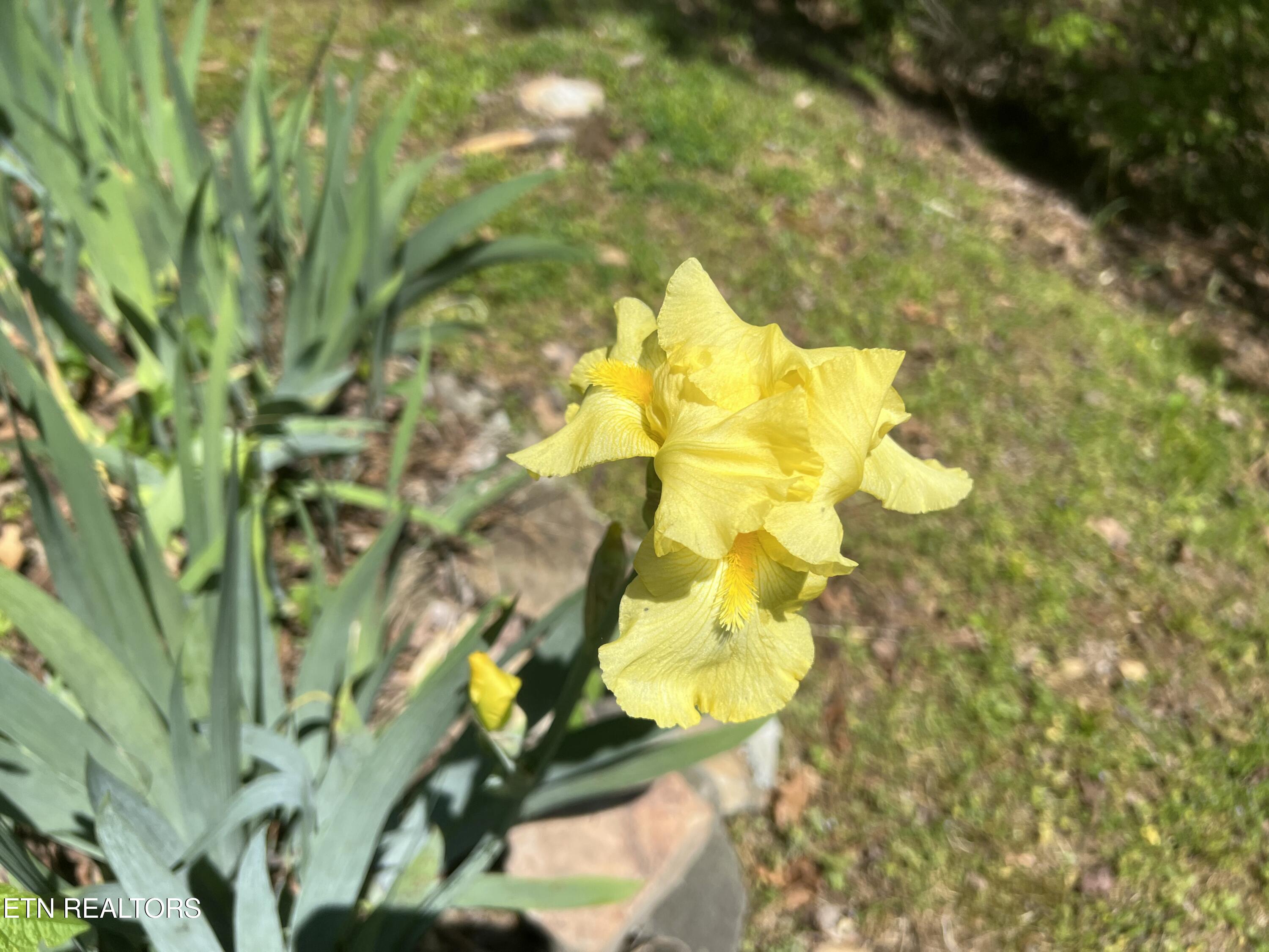 427 Gold Road Cosby, TN 37722 - Photo 39 of 46 IMG_0970