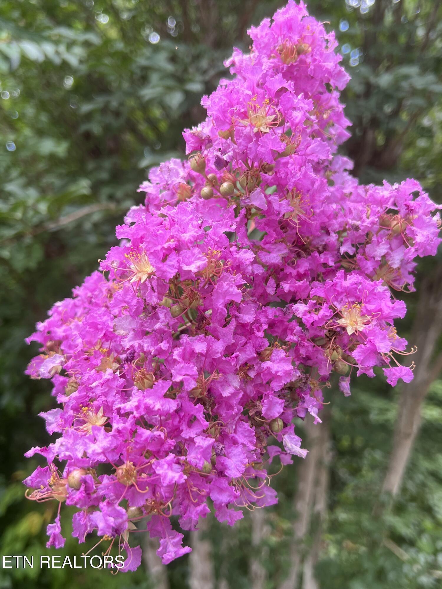 427 Gold Road Cosby, TN 37722 - Photo 40 of 46 IMG_1233-preview