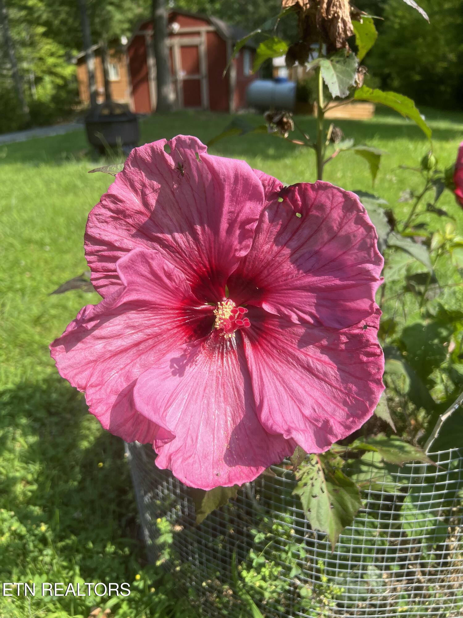 427 Gold Road Cosby, TN 37722 - Photo 41 of 46 IMG_2916-preview