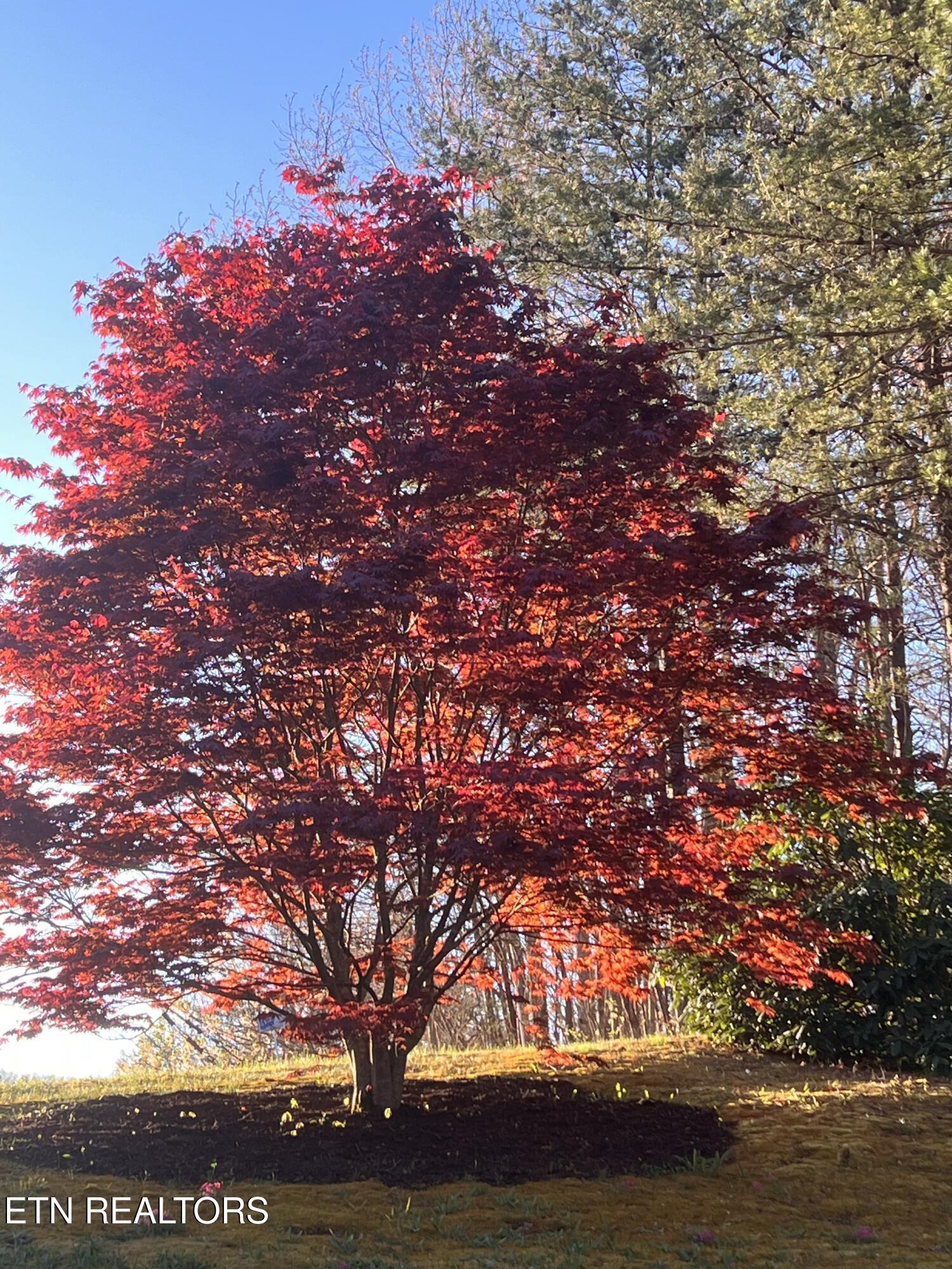 427 Gold Road Cosby, TN 37722 - Photo 42 of 46 IMG_4171