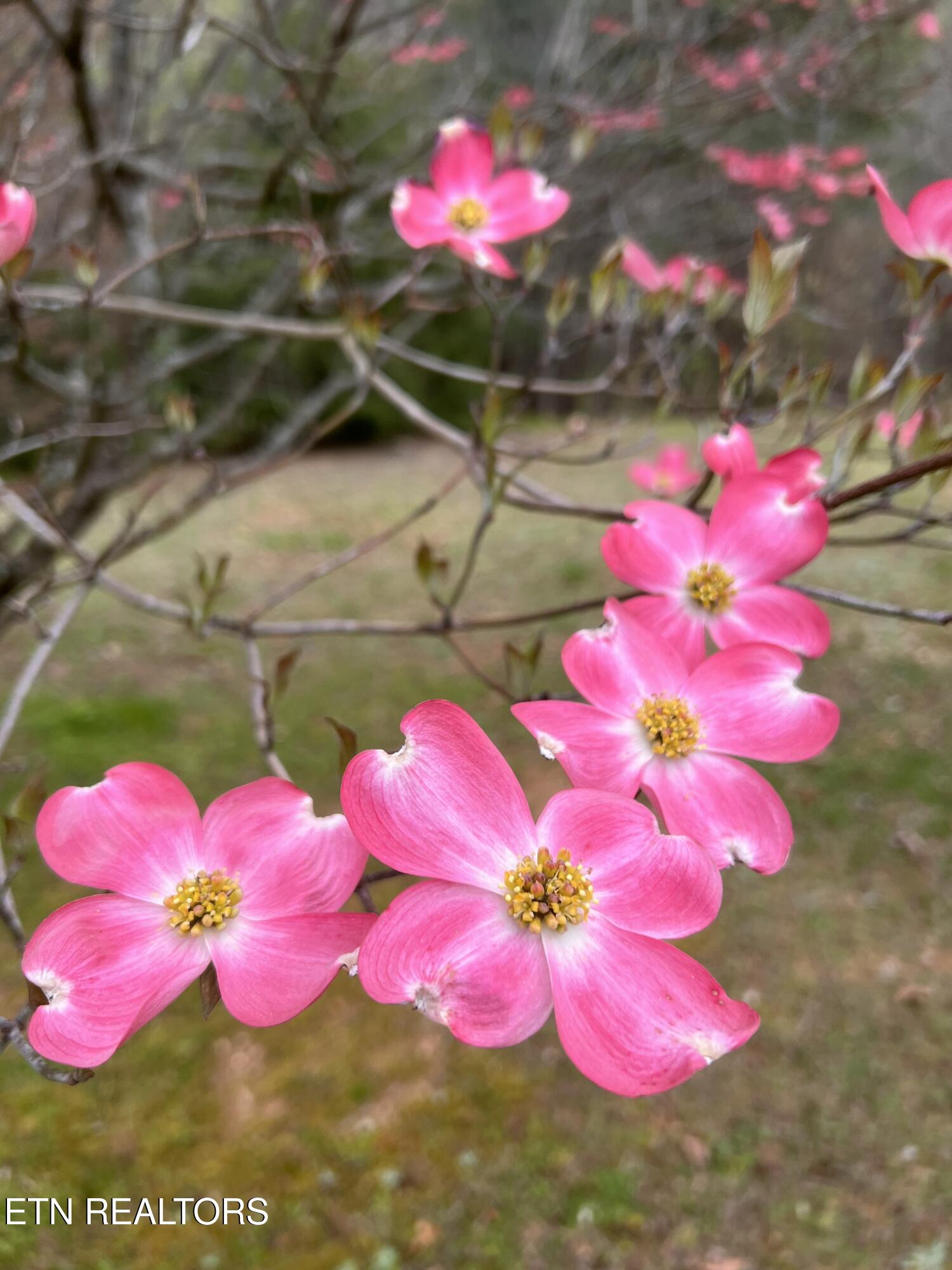 427 Gold Road Cosby, TN 37722 - Photo 43 of 46 IMG_4183