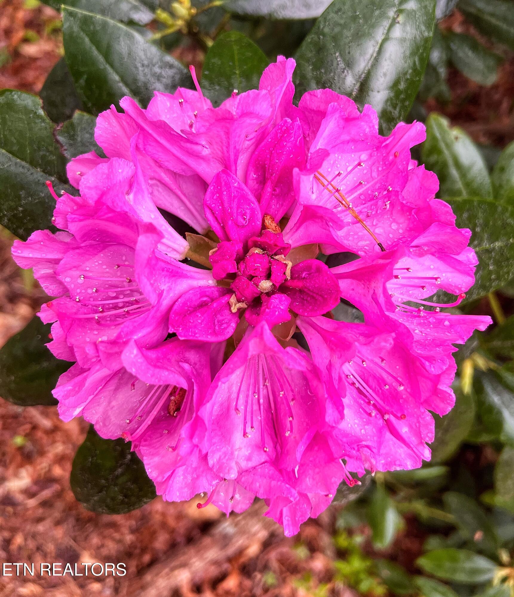 427 Gold Road Cosby, TN 37722 - Photo 44 of 46 IMG_4264