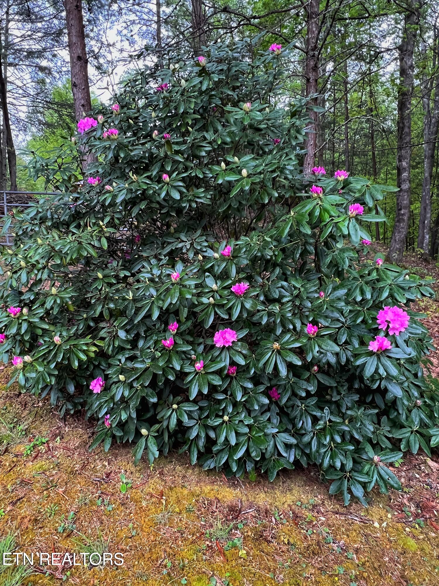 427 Gold Road Cosby, TN 37722 - Photo 45 of 46 IMG_4266