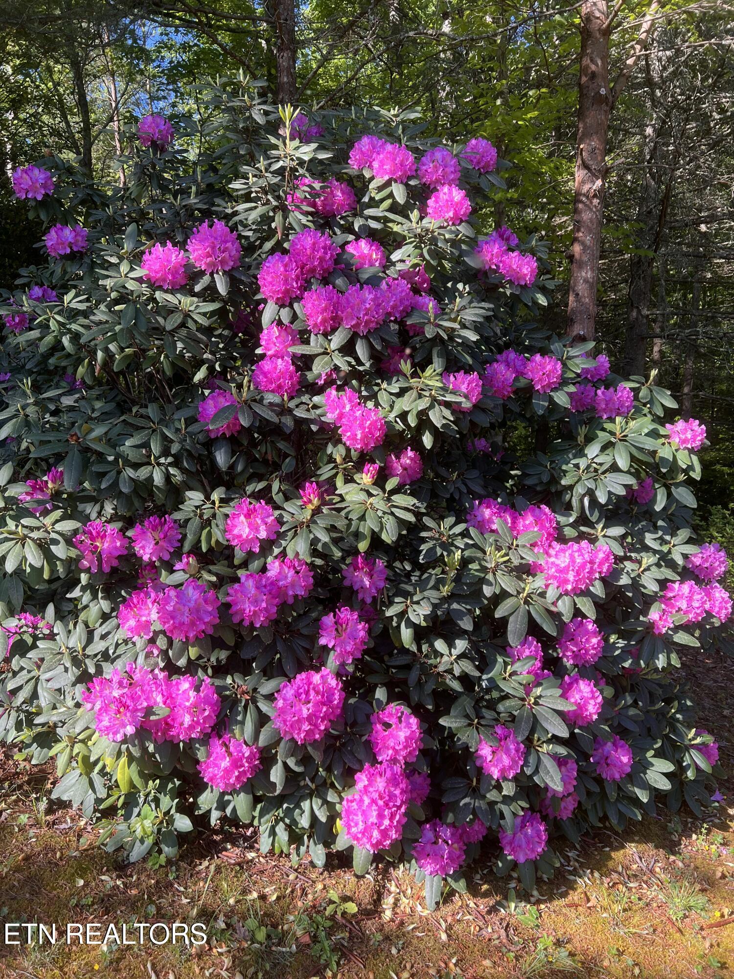 427 Gold Road Cosby, TN 37722 - Photo 46 of 46 IMG_4329-preview 2