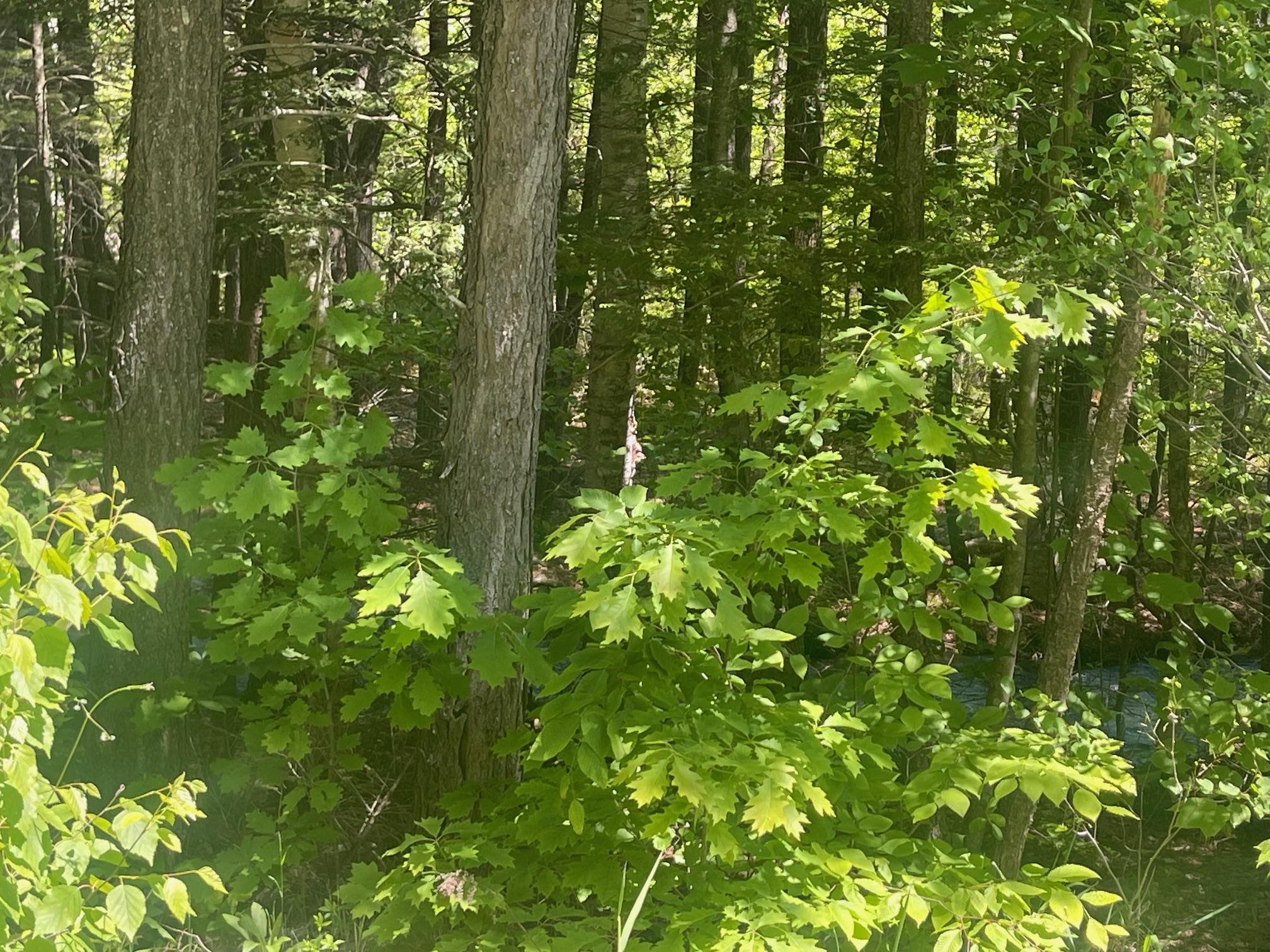 Brook Road Grantham, NH 03753 - Photo 2 of 10