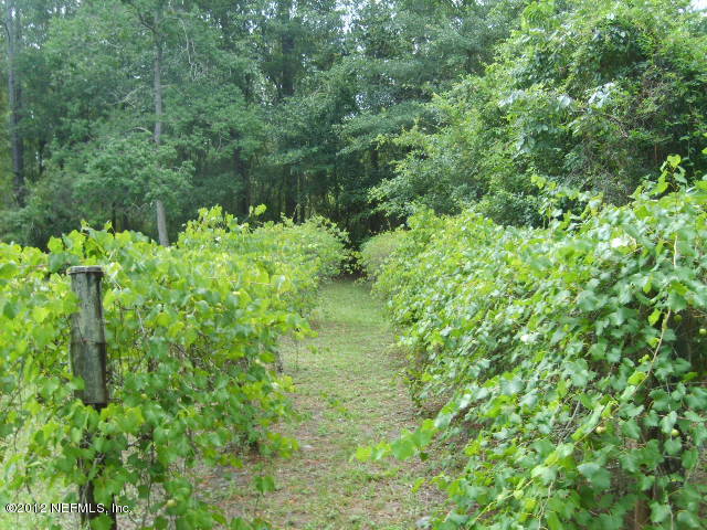 35119 Braddock Road Callahan, FL 32011 - Photo 6 of 19 Plenty of grapes to enjoy!