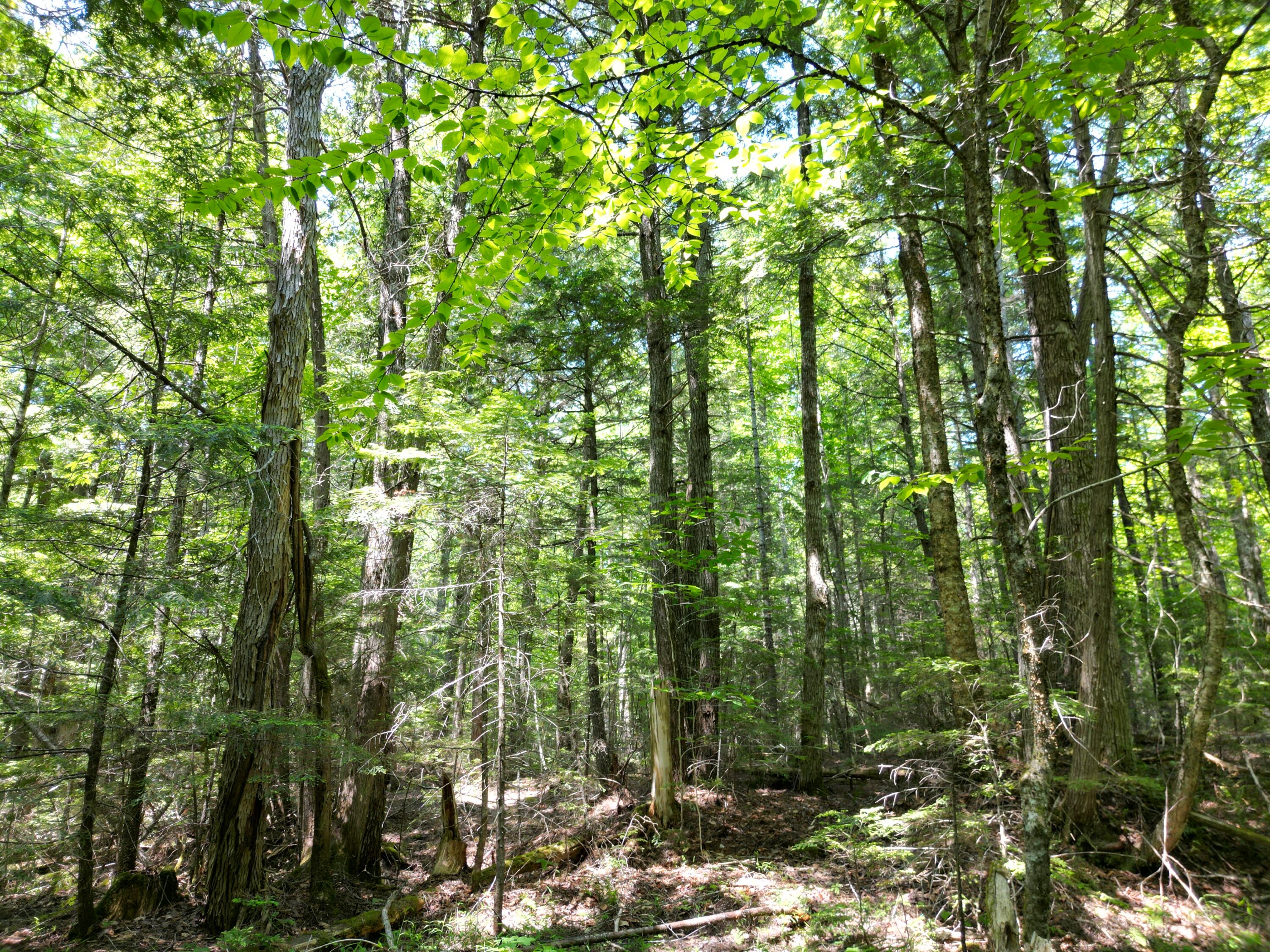Lot 7 Dirty Glove Road Springfield, ME 04487 - Photo 16 of 20 DJI_0809