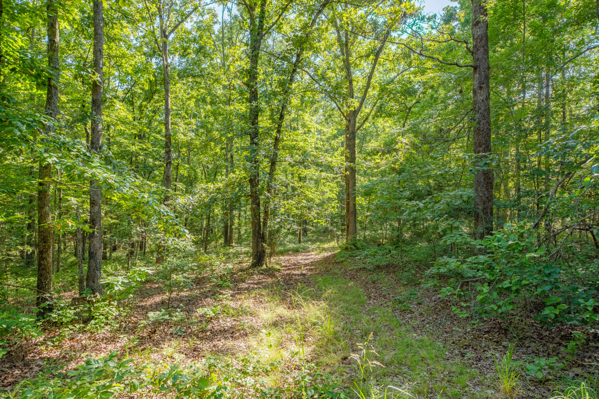 0 Pinewood Road Nunnelly, TN 37137 - Photo 15 of 64 Gallery Image 15