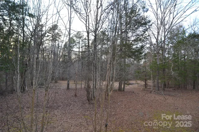 a view of a forest with a tree