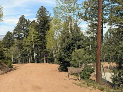 a view of a backyard with plants and trees