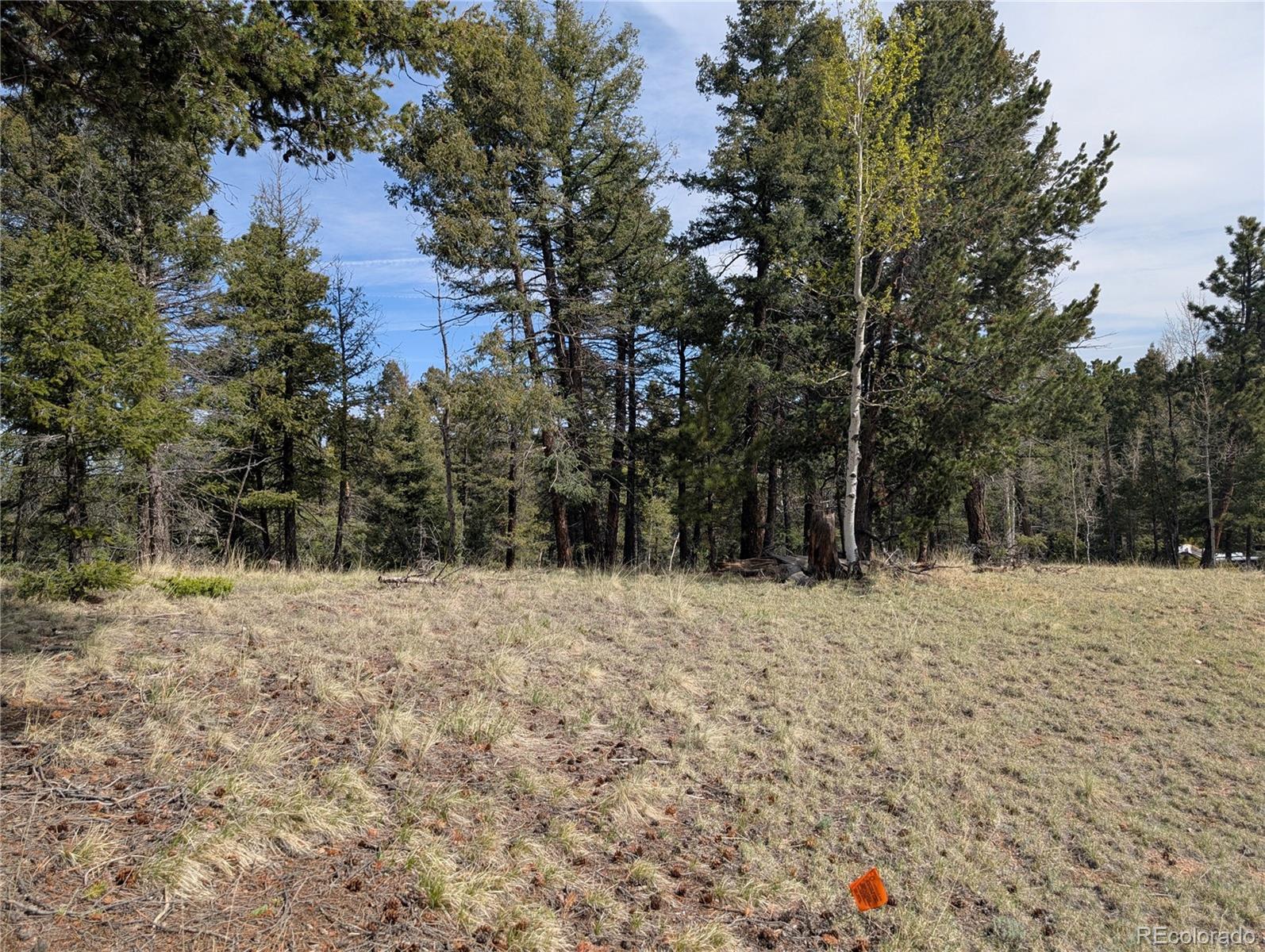 971 Spring Valley Lane Florissant, CO 80816 - Photo 3 of 14 a view of a yard with trees