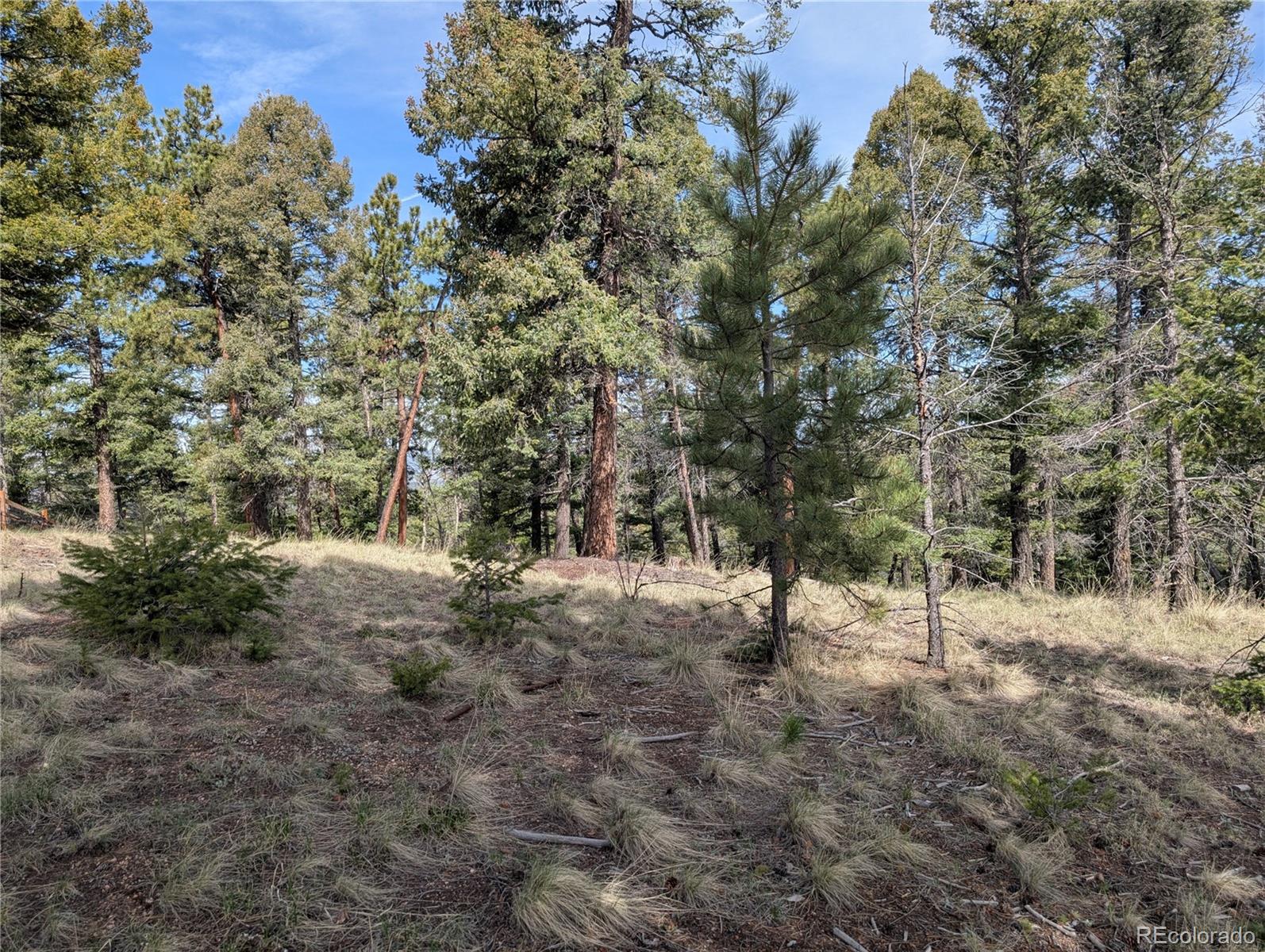 971 Spring Valley Lane Florissant, CO 80816 - Photo 4 of 14 a view of outdoor space with trees