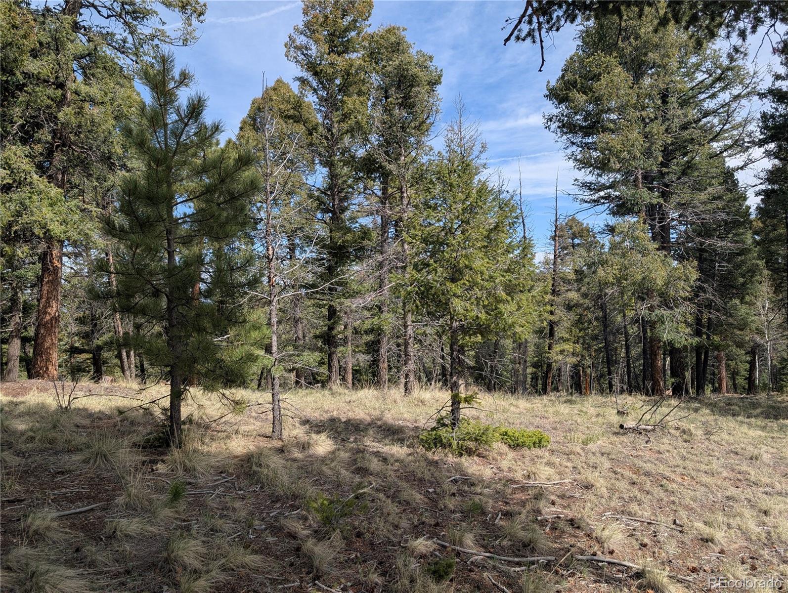 971 Spring Valley Lane Florissant, CO 80816 - Photo 5 of 14 a view of snow covered with trees