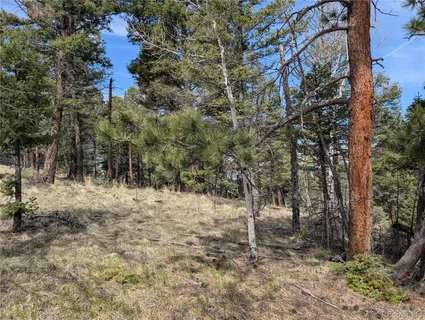 a view of a dry yard with trees