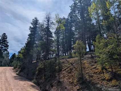 a view of a forest with trees in the background