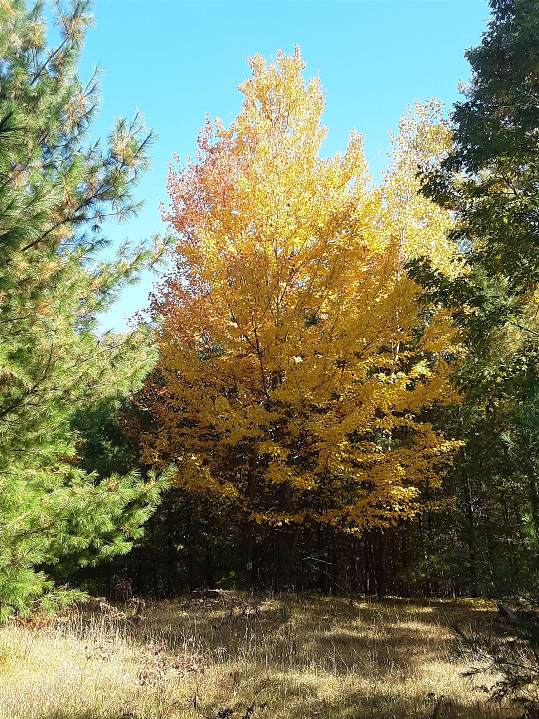 North Everett Road Harrisville, MI 48740 - Photo 24 of 62 Gallery Image 24