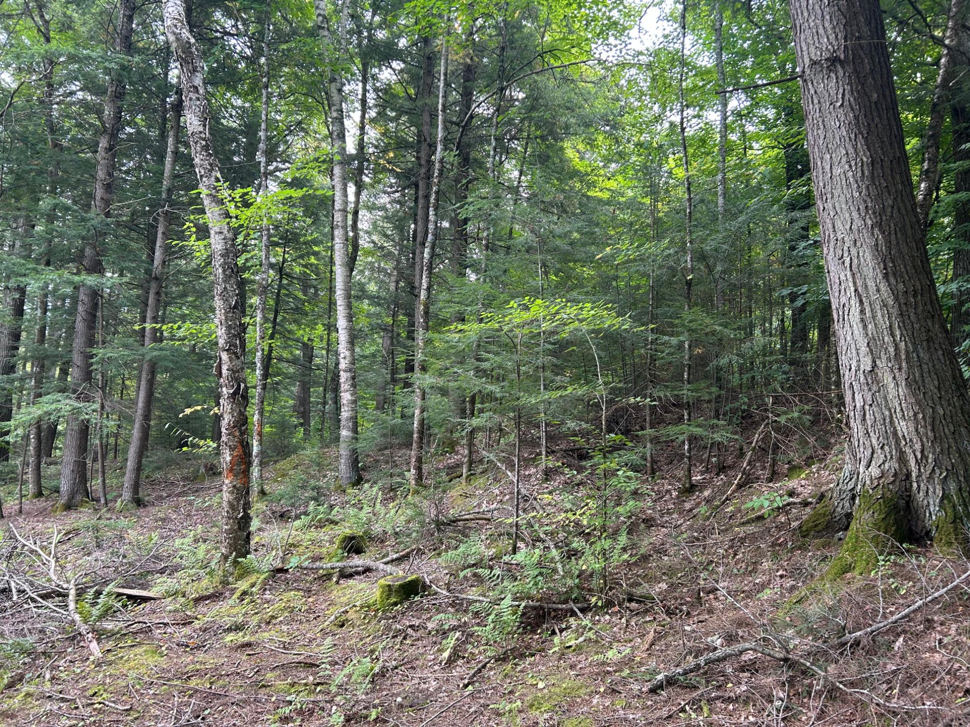 N10311 Hemlock Road Summit Lake, WI 54485 - Photo 54 of 63 Gallery Image 54