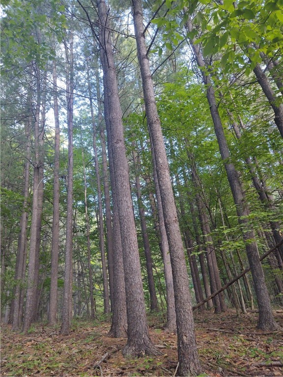 6786 State Rte 21 South Bristol, NY 14512 - Photo 29 of 32