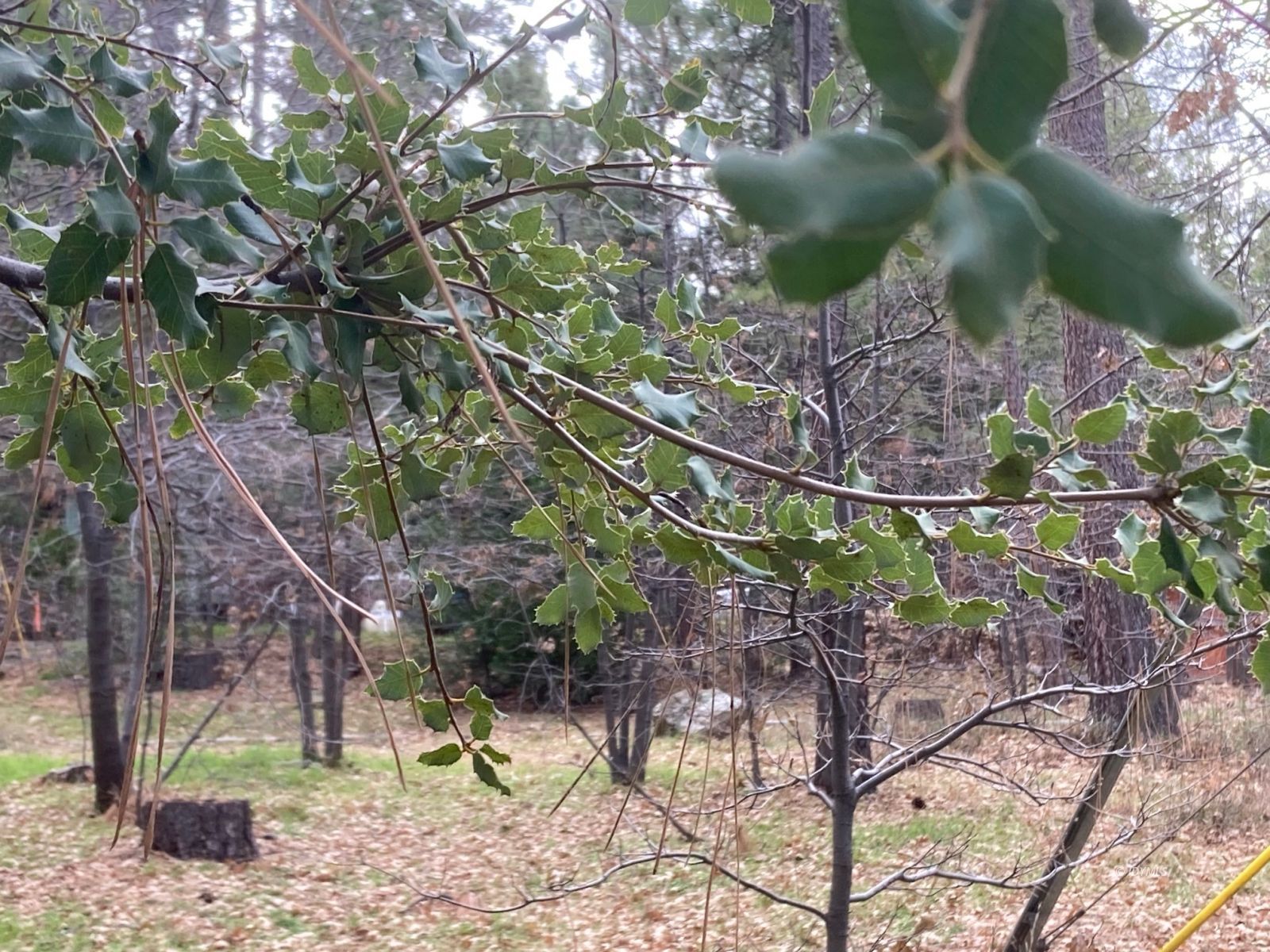 Country Club Idyllwild, CA 92549 - Photo 6 of 10 Untitled