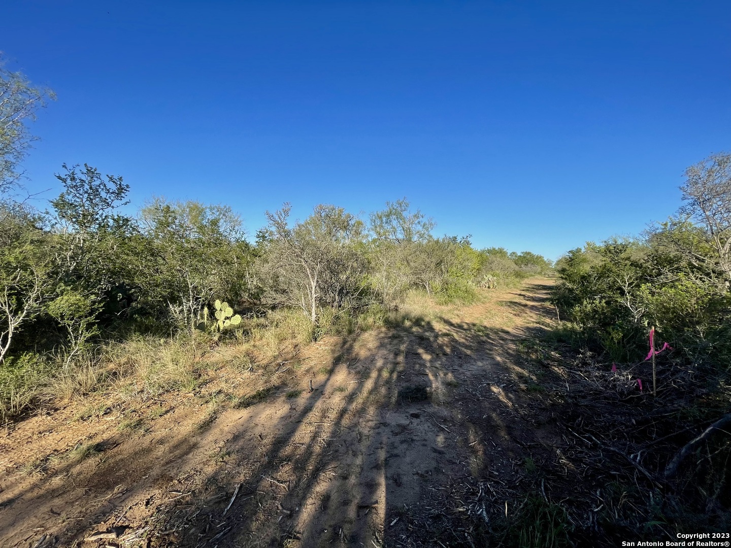 0 Fm 2779 Moore, TX 78057 - Photo 18 of 19 a view of a yard with a tree