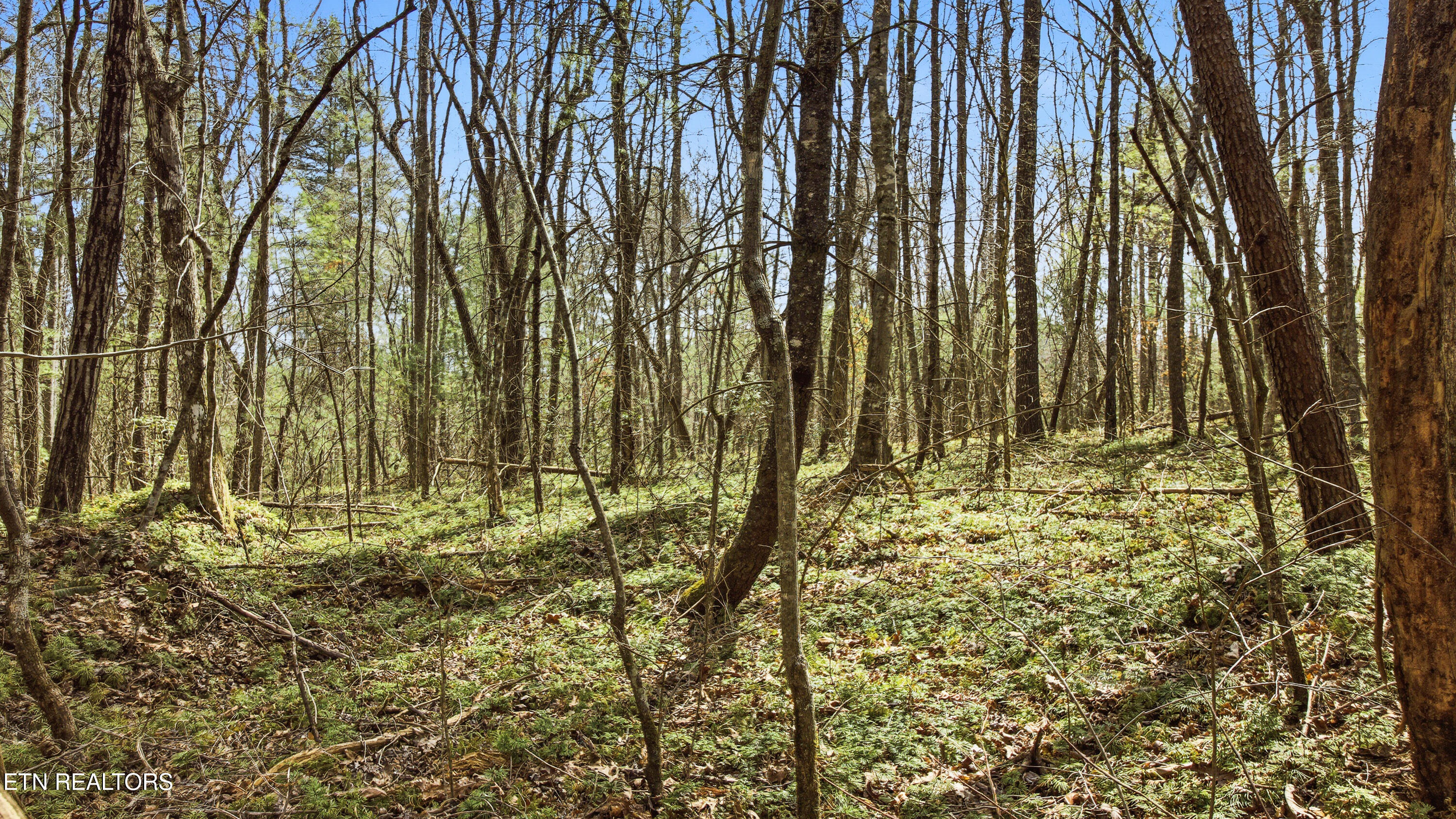 Young Road Robbins, TN 37852 - Photo 26 of 40 dan-25