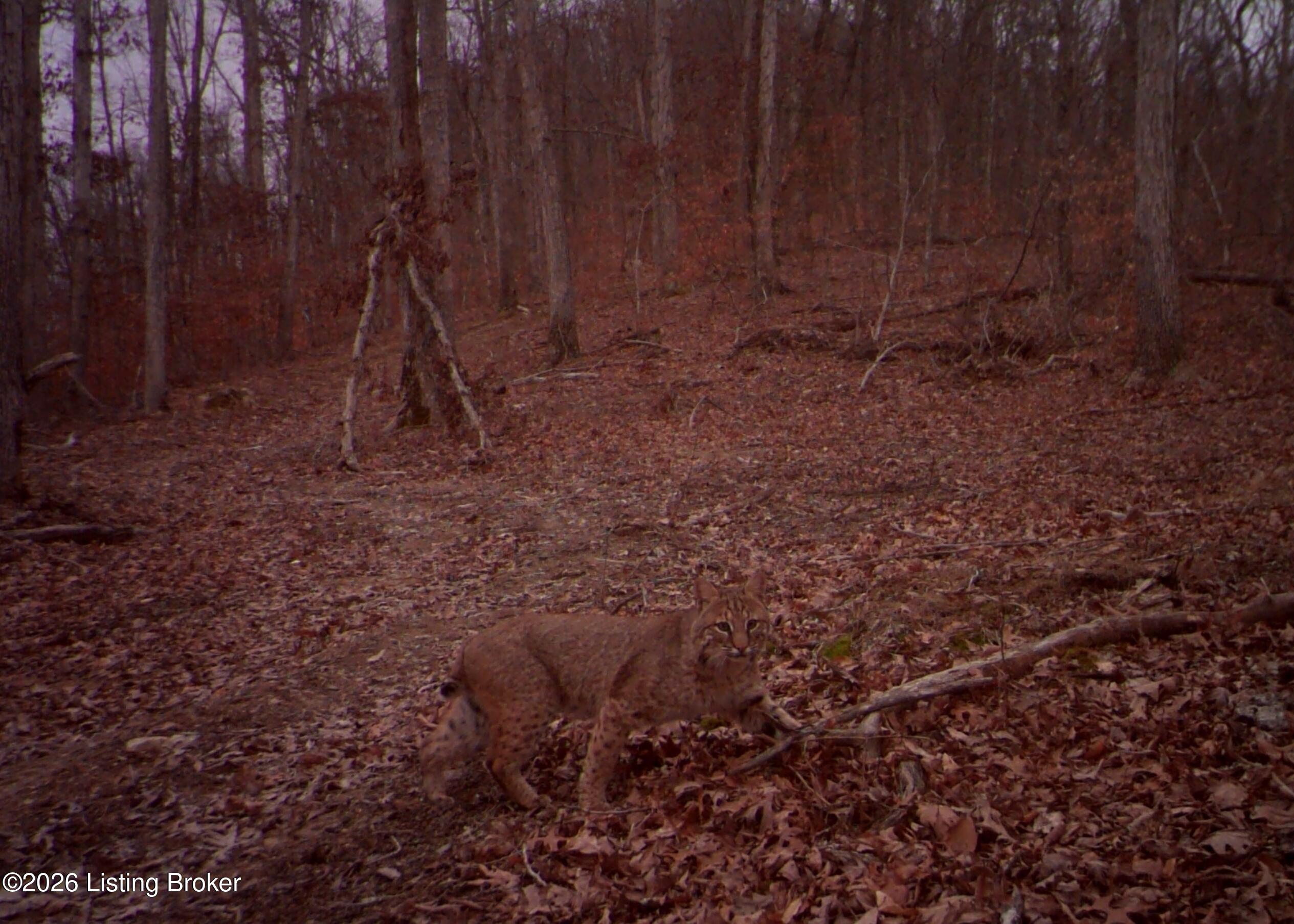 4837 Nat Rogers Road Boston, KY 40107 - Photo 93 of 94 Bobcat