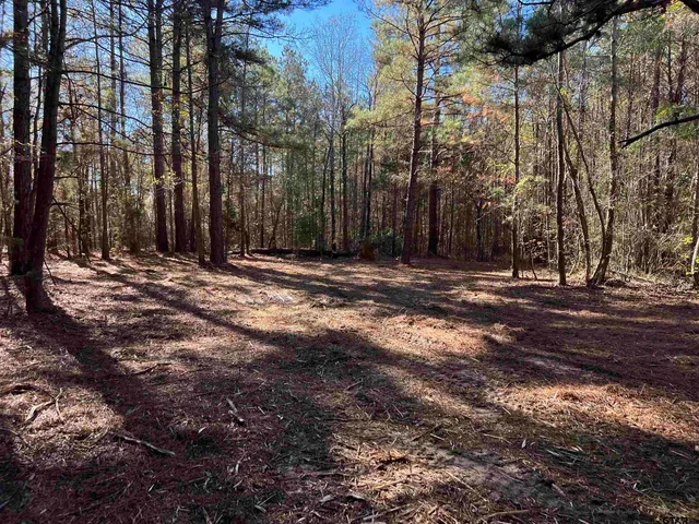 a view of a yard with a lush green forest