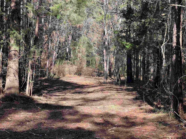 a view of a forest with trees in the background