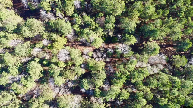 a view of a yard with a plant