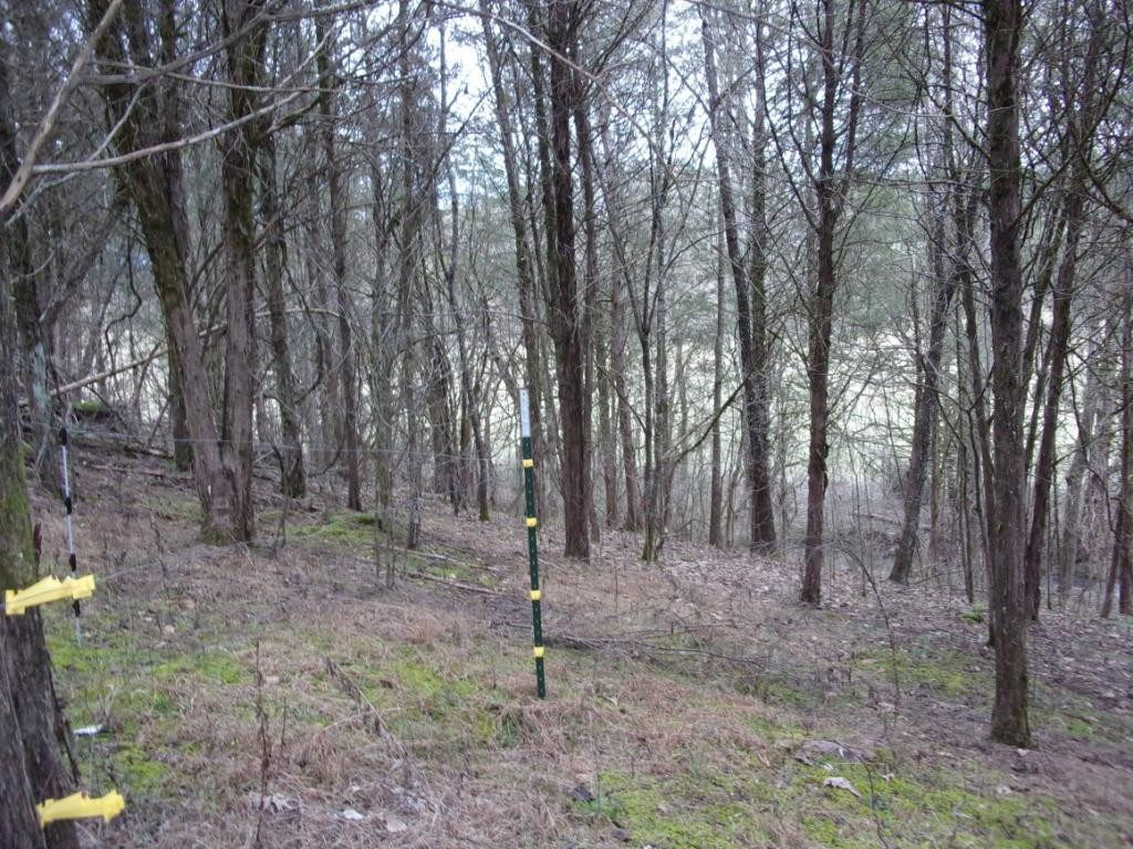 195 Brewer Road Rogersville, TN 37857 - Photo 12 of 36 Photo 12