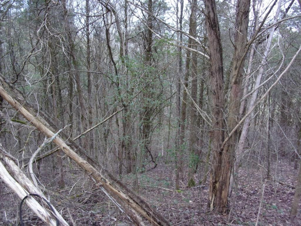 195 Brewer Road Rogersville, TN 37857 - Photo 21 of 36 Photo 21