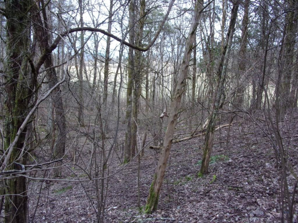 195 Brewer Road Rogersville, TN 37857 - Photo 22 of 36 Photo 22