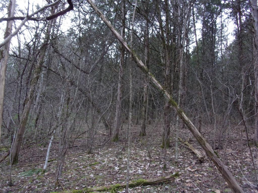 195 Brewer Road Rogersville, TN 37857 - Photo 24 of 36 Photo 24
