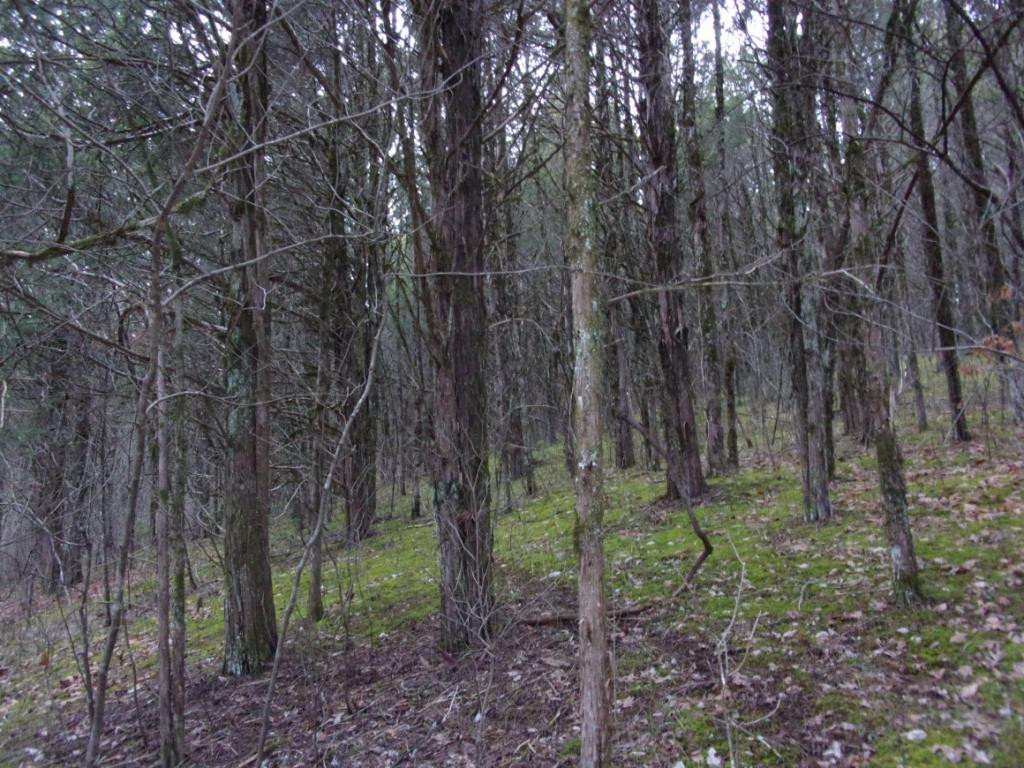 195 Brewer Road Rogersville, TN 37857 - Photo 30 of 36 Photo 30