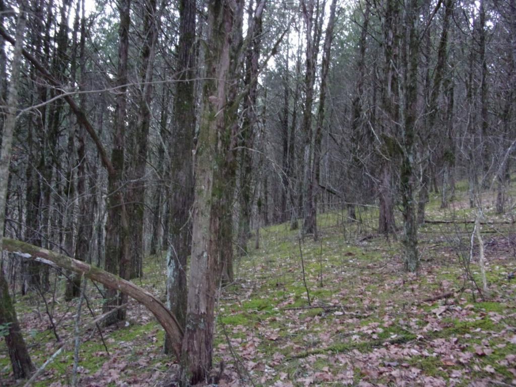 195 Brewer Road Rogersville, TN 37857 - Photo 34 of 36 Photo 34
