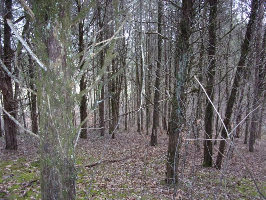 195 Brewer Road Rogersville, TN 37857 - Photo 35 of 36 Photo 35