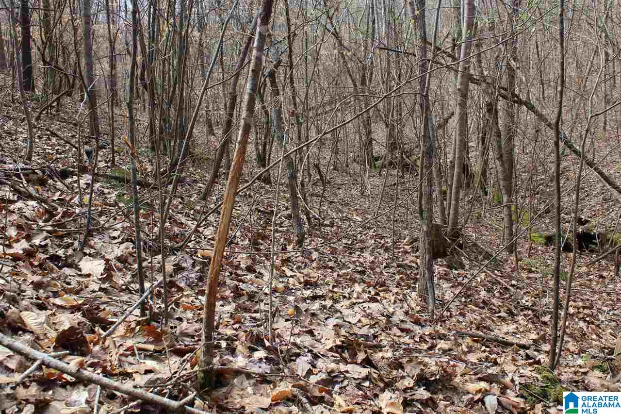0 County Road 893 Heflin, AL 36264 - Photo 12 of 17
