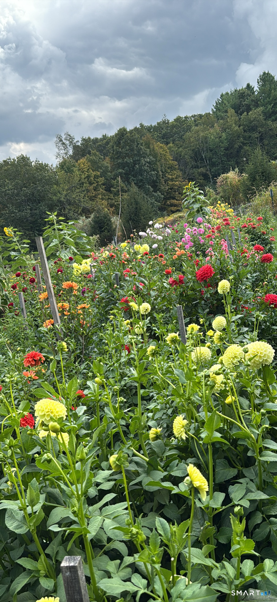 144 Hnath Road Ashford, CT 06278 - Photo 37 of 40 a view of a lake with a tree