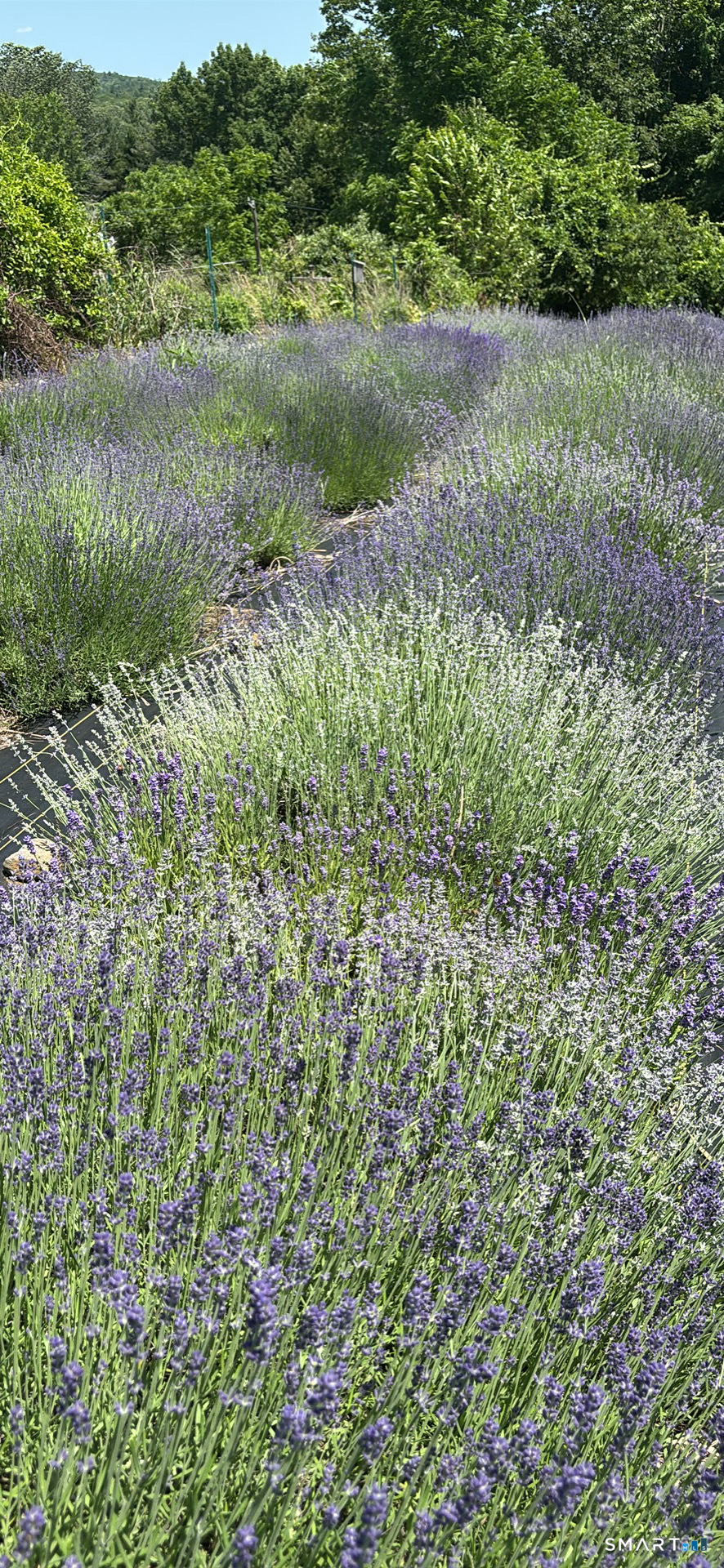 144 Hnath Road Ashford, CT 06278 - Photo 38 of 40 a view of a lush green forest