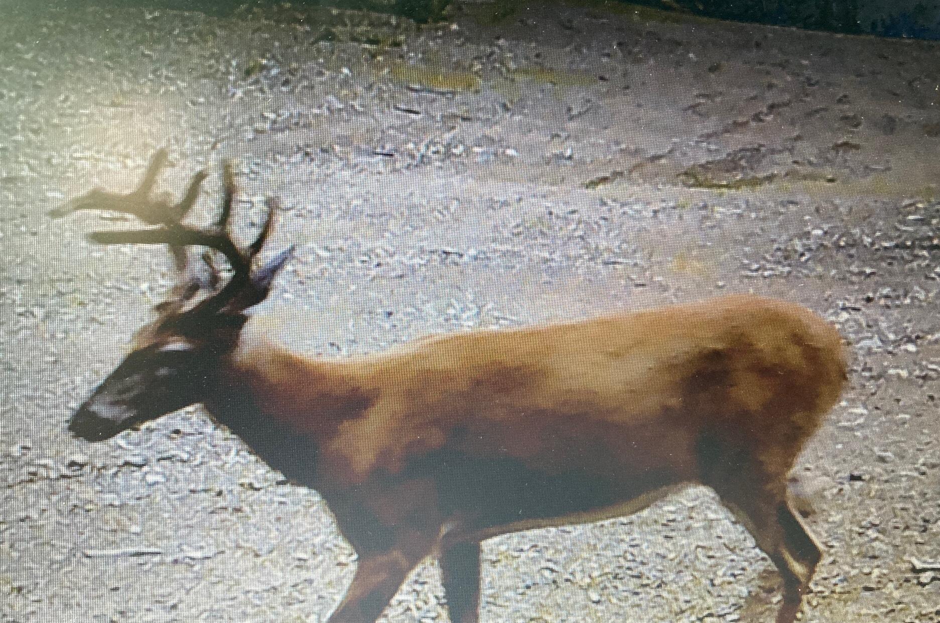 Lot 13-1 West Mcmann & Meadow Roads Addison, ME 04606 - Photo 11 of 88 deer