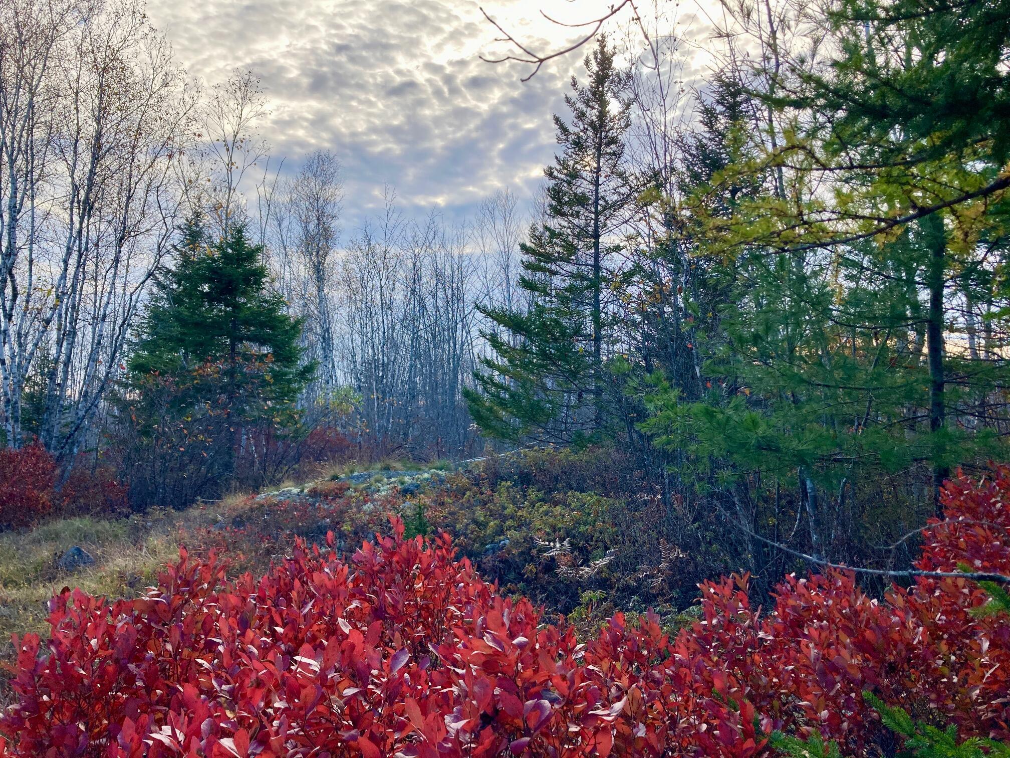 Lot 13-1 West Mcmann & Meadow Roads Addison, ME 04606 - Photo 13 of 88 FoxHillLot