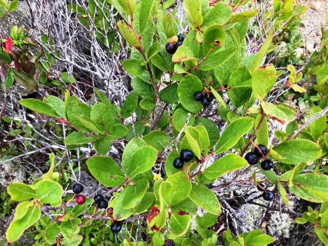 $290,440 | Lot 13-1 West Mcmann & Meadow Roads, Addison, ME 04606